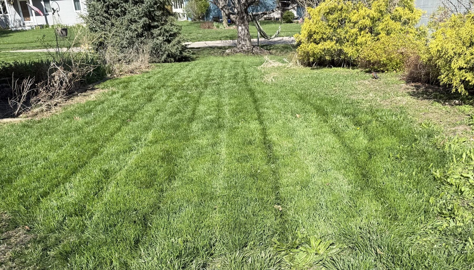 Freshly mowed residential lawn